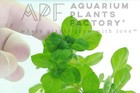Ludwigia Palustris Green   Aquarium Plants Factory  