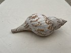 True Tulip Fasciolaria Tulipa Large Sea Shell 8 5     220mm  Rare 100  4 Charity
