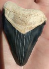 Bone Valley  2 41  Megalodon Shark Tooth Central Florida Fl Mine Sharks Teeth 