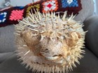 Genuine Puffer Fish Blow Fish - Dried - Extra Large