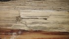 Very Rare Large Petrified Wood Log 33 x9 x5  45 Lbs 