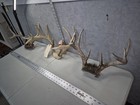 3 Pack  Medium Whitetail Deer Racks Antlers Man Cave Horns Log Cabin Decor Buck 