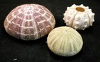 Decorative Sea Urchin Sampler  Natural Sputnik  Green And Alfonso Nautical Beach