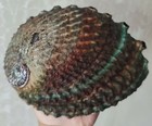 Abalone Shell Haliotis Corrugata 197mm For Sale