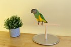 Mini Tabletop Nu Perch - Tabletop Perch Stand For Parakeets And Small Parrots