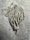 1 6    Detailed Cyathocrinites Iowensis Crinoid Fossil Crawfordsville Indiana