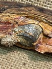 Dug Relic Civil War Fired Williams Cleaner Bullet In Wood From Gravelly Run Va 