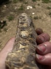 Young Mosasaur Upper Jaw Fossil 6   w  Natural Teeth   Rare Skin Petrification  