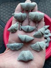 Wholesale Lot Mucrospirifer Thedfordensis Brachiopods - Trilobite Era