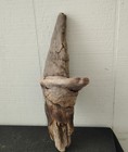 Pine Knot For Wood Carving