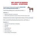 Stop Hip Joint Dysplasia Pain  Horses - Hip Dysplasia  Arthritis Made In Usa