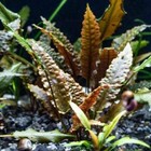 Cryptocoryne Wendtii Crypt Wendtii Live Aquarium Plants Buy 2 Get 1 Free    