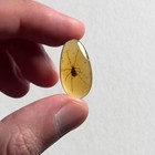 Mite In Burmese   Burmite Amber Fossil   100  Genuine Amber 