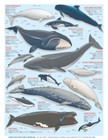 Sea Mammal Identification - Reference Guide  whales  Dolphins   Porpoises 