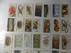 Wills Cigarette Cards Wonders Of The Sea 1928 Complete Set 50