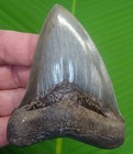 Megalodon Shark Tooth Real Fossil - Georgia  Usa  No Restorations