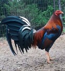 12 Pure Cardinal Club Kelso Gamefowl Chicken Hatching Eggs 