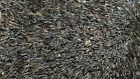 American Grown All-natural Wild Rice Premium Long Rice