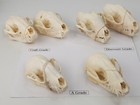 Real Raccoon Full Skulls  Tops And Jaws - Procyon Lotor - See Description