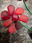 Genuine Surf Tumbled Sea Glass Flowers    25 Pieces Of Red  Sea Pottery