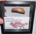 Spinosaurus Spinosaur Fossil Dinosaur Tooth Lot  1 5 Inches One Per Order