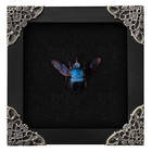 Real Blue Carpenter Bee Framed Taxidermy Iridescent Insect Wall Art Decor Gift