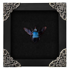 Real Framed Blue Carpenter Bee Wall Hanging Decor Dried Insect Shadow Box