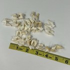 Lot Of 25 Real Coyote Molars Teeth Taxidermy Art Weird Odd Project Unqiue   4076