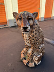 Life Size Vintage Townsends Ceramic Cheetah