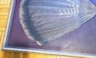 Early 20th C  Mounted Framed Turkey Feather Hand Fan Antique 20   