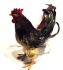 Domestic Chicken Bantam Rooster Taxidermy Bird Mount 13 In Tall Wire Base