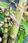 3 Pcs Cutting Ready To Plant Green Sugarcane Sweet Juicy Live Plant Fresh