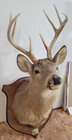 Vintage 8pt  Whitetail Deer Shoulder Mount