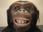 Wowwee Chimpanzee Alive Animatronic Monkey Excellent Condition And Working 