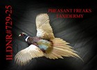 Pheasant Taxidermy Mount Flying Left Wall Haning Mount Ildnr 729-25