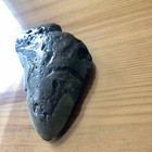 4 4    Megalodon Shark Tooth Nc Sharks Teeth Kids Present Gift Real Fossil Rare