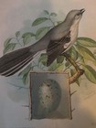 Singer Sewing American Songbird Mocking Bird W  Egg Trade Card C1900