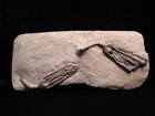 Pairing Of Histocrinus Coreyi Fossil Crinoids  Crawfordsville  In