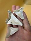 3 White Shark Teeth Fossils - Megalodon   s Ancestor - South Carolina