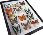 Luxury Real 14 Butterfly In Black Frame Display Taxidermy Wall Decor