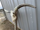 Longhorn Steer Skull 6 Feet 4 Inch Wide Unpolished Bull Horn Mounted Cow Head