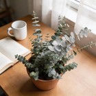 Eucalyptus Silver Leaf Seeds 500pcs Perfect For Home Garden Decorative Planters