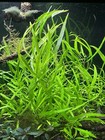 Hygrophila Salicifolia Sp Narrow Aquarium Plant Stem Plant Freshwater 