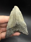 Authentic Megalodon Shark Tooth 3 55    North Carolina 100  Real Fossil