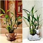 Lucky Bamboo 100 Plants 6 Inches Each Free Gold Wire  Free Shipping  Gift
