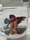 Live Betta Fish Male Galaxykoi  Blue Orange   Red