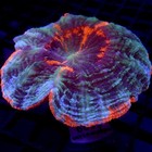 Ultra Acanthophyllia Unique Colors 2 5  Wysiwyg - Indigo Corals - Ic 3599