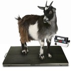 New Ps-700as 700x0 1lb 38 x20  Vet Scale   Animal Scale   Small Livestock Scale