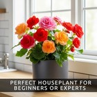 Grow Begonia Flower Bulbs Indoors  3 Pack      Cheerful  Colorful Winter Blooms 