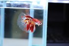 Live Betta Fish Male Halfmoon Plakat Koi Nemo Hmpk Red Orange White